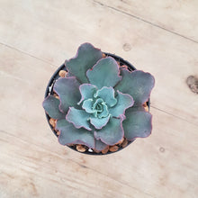 Load image into Gallery viewer, Echeveria Blue Curls