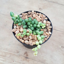 Load image into Gallery viewer, Senecio Angel Tears Variegated