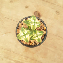 Load image into Gallery viewer, Crassula perforata Southern Cross White