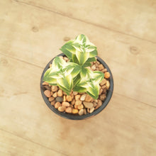 Load image into Gallery viewer, Crassula perforata Southern Cross White