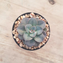 Load image into Gallery viewer, Echeveria Chroma
