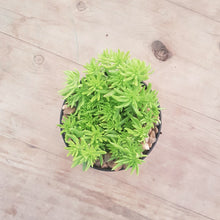 Load image into Gallery viewer, Sedum Gold Mound