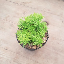 Load image into Gallery viewer, Sedum Gold Mound