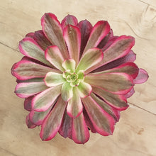 Load image into Gallery viewer, Aeonium Mardi Gras