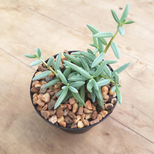 Load image into Gallery viewer, Senecio Blue Falls