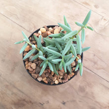 Load image into Gallery viewer, Senecio Blue Falls