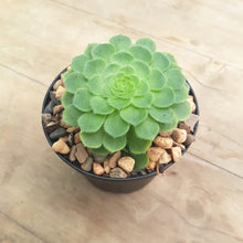 Load image into Gallery viewer, Aeonium tabuliforme Dwarf