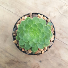 Load image into Gallery viewer, Aeonium tabuliforme Dwarf