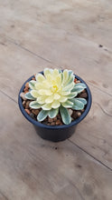 Load image into Gallery viewer, Aeonium Suncup