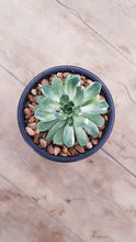 Load image into Gallery viewer, Aeonium Suncup