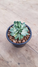 Load image into Gallery viewer, Aeonium Suncup