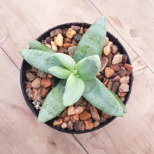 Load image into Gallery viewer, Crassula macowaniana