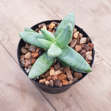 Load image into Gallery viewer, Crassula macowaniana