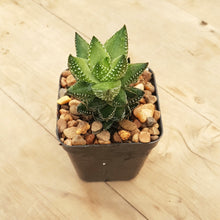 Load image into Gallery viewer, Haworthia coarctata