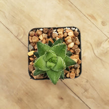 Load image into Gallery viewer, Haworthia coarctata