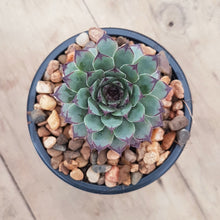 Load image into Gallery viewer, Sempervivum Cafe