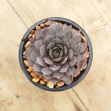 Load image into Gallery viewer, Sempervivum Pink Surprise