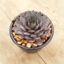 Load image into Gallery viewer, Sempervivum Pink Surprise