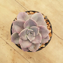 Load image into Gallery viewer, Graptopetalum Purple Delight