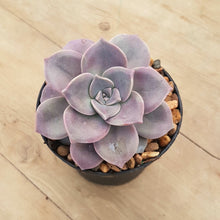 Load image into Gallery viewer, Graptopetalum Purple Delight