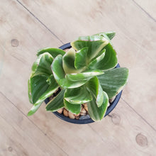 Load image into Gallery viewer, Crassula ovata Variegata
