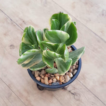 Load image into Gallery viewer, Crassula ovata Variegata