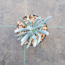 Load image into Gallery viewer, Senecio mandraliscae - Blue Chalk Sticks