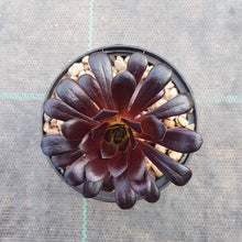 Load image into Gallery viewer, Aeonium Zwartkop