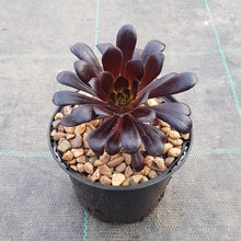 Load image into Gallery viewer, Aeonium Zwartkop
