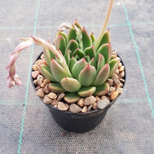Load image into Gallery viewer, Echeveria agavoides Frank
