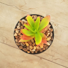 Load image into Gallery viewer, Crassula Campfire