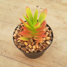 Load image into Gallery viewer, Crassula Campfire
