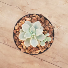Load image into Gallery viewer, Graptopetalum Daruma Shu-Rei