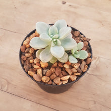 Load image into Gallery viewer, Graptopetalum Daruma Shu-Rei