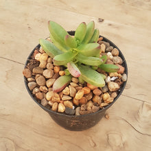 Load image into Gallery viewer, Crassula Herrei