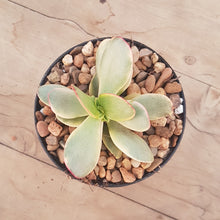 Load image into Gallery viewer, Crassula platyphylla Variegata