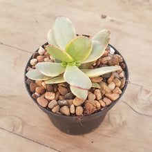 Load image into Gallery viewer, Crassula platyphylla Variegata