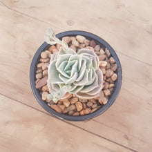 Load image into Gallery viewer, Graptoveria Lovely Rose
