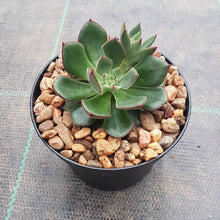 Load image into Gallery viewer, Echeveria Joan Daniel