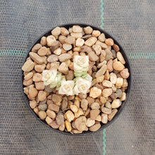 Load image into Gallery viewer, Crassula Pastel