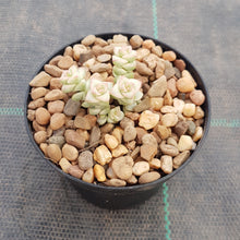 Load image into Gallery viewer, Crassula Pastel