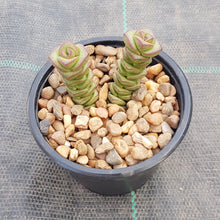 Load image into Gallery viewer, Crassula Jade Necklace