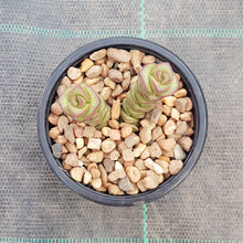 Load image into Gallery viewer, Crassula Jade Necklace