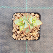 Load image into Gallery viewer, Crassula rupestris High Voltage