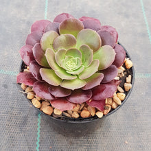 Load image into Gallery viewer, Aeonium Blushing Beauty