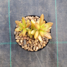 Load image into Gallery viewer, Sedum adolphii