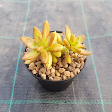 Load image into Gallery viewer, Sedum adolphii