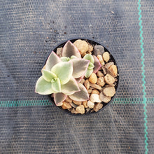 Load image into Gallery viewer, Crassula Calico Kitten