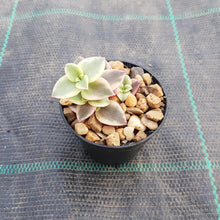 Load image into Gallery viewer, Crassula Calico Kitten