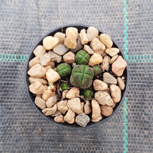 Load image into Gallery viewer, Crassula pyramidalis